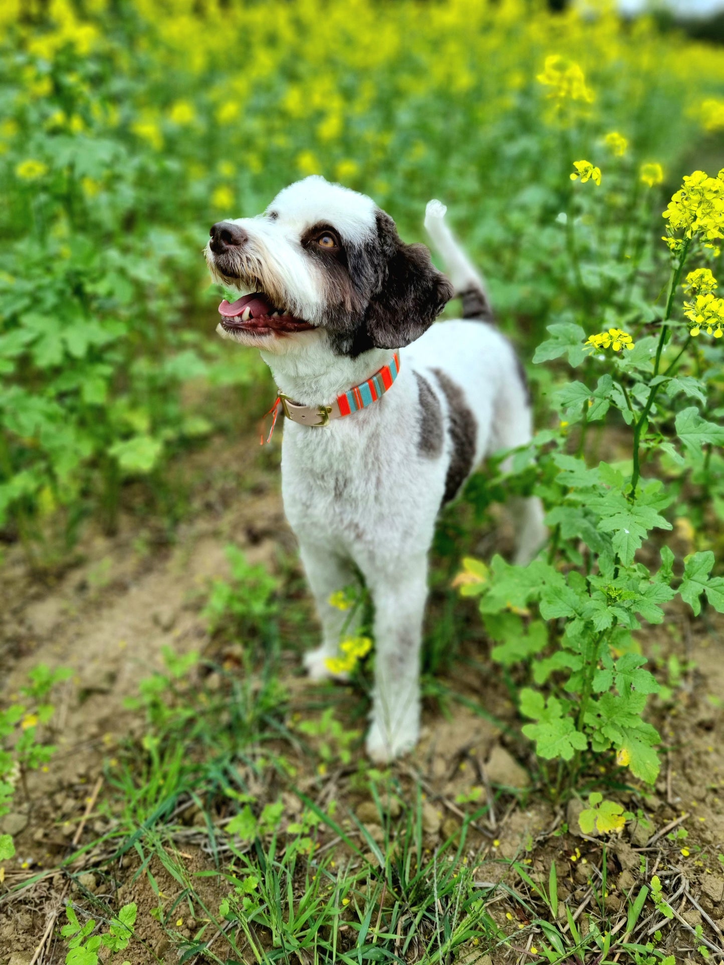 biothane halsband woven waterproof on dog