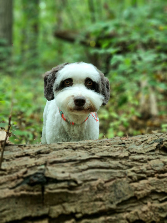 paracord biothane halsband 