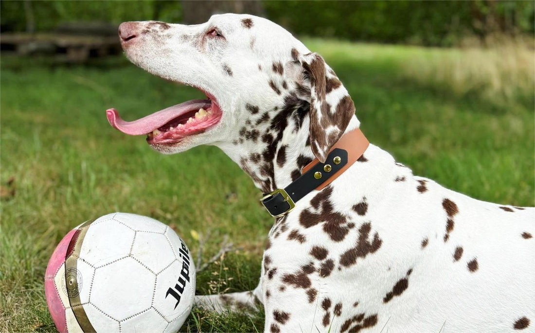 Dalmatiër met twee kleurige biothane halsband