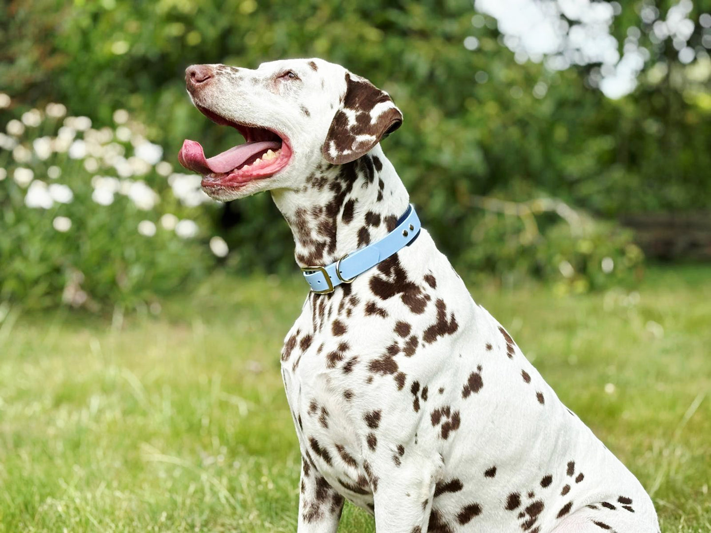 Handgemaakte blauwe waterdichte Biothane halsband met gouden gesp van Dazzling Dog.