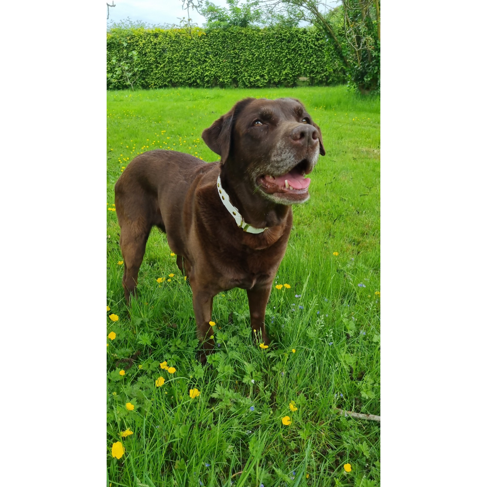 Dubbel witte halsband van Biothane Dazzling Dog