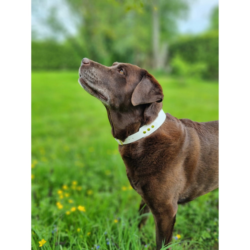 Dubbel witte halsband van Biothane Dazzling Dog