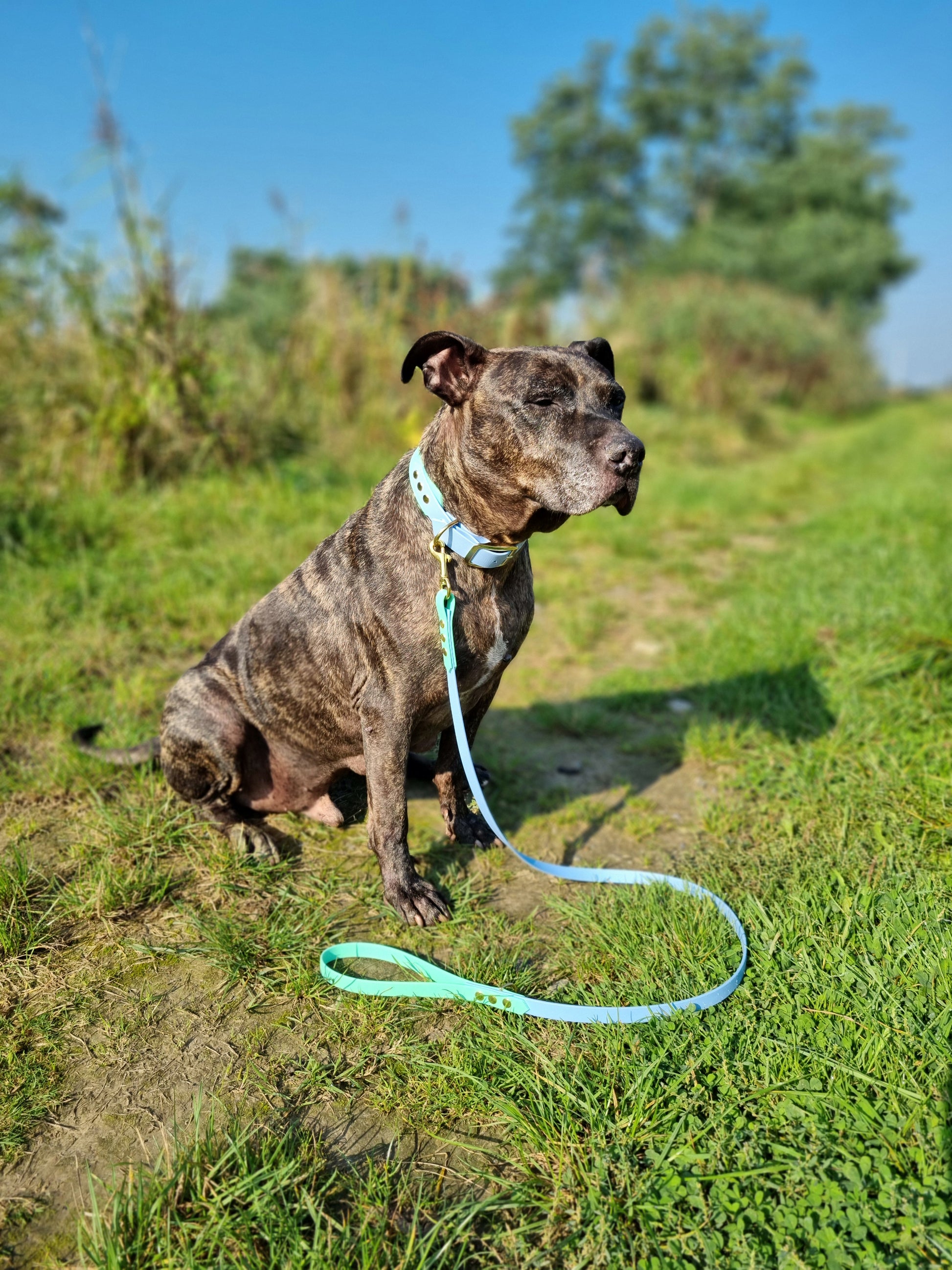 Handgemaakte blauw groene waterdichte Biothane halsband met gouden gesp van Dazzling Dog.