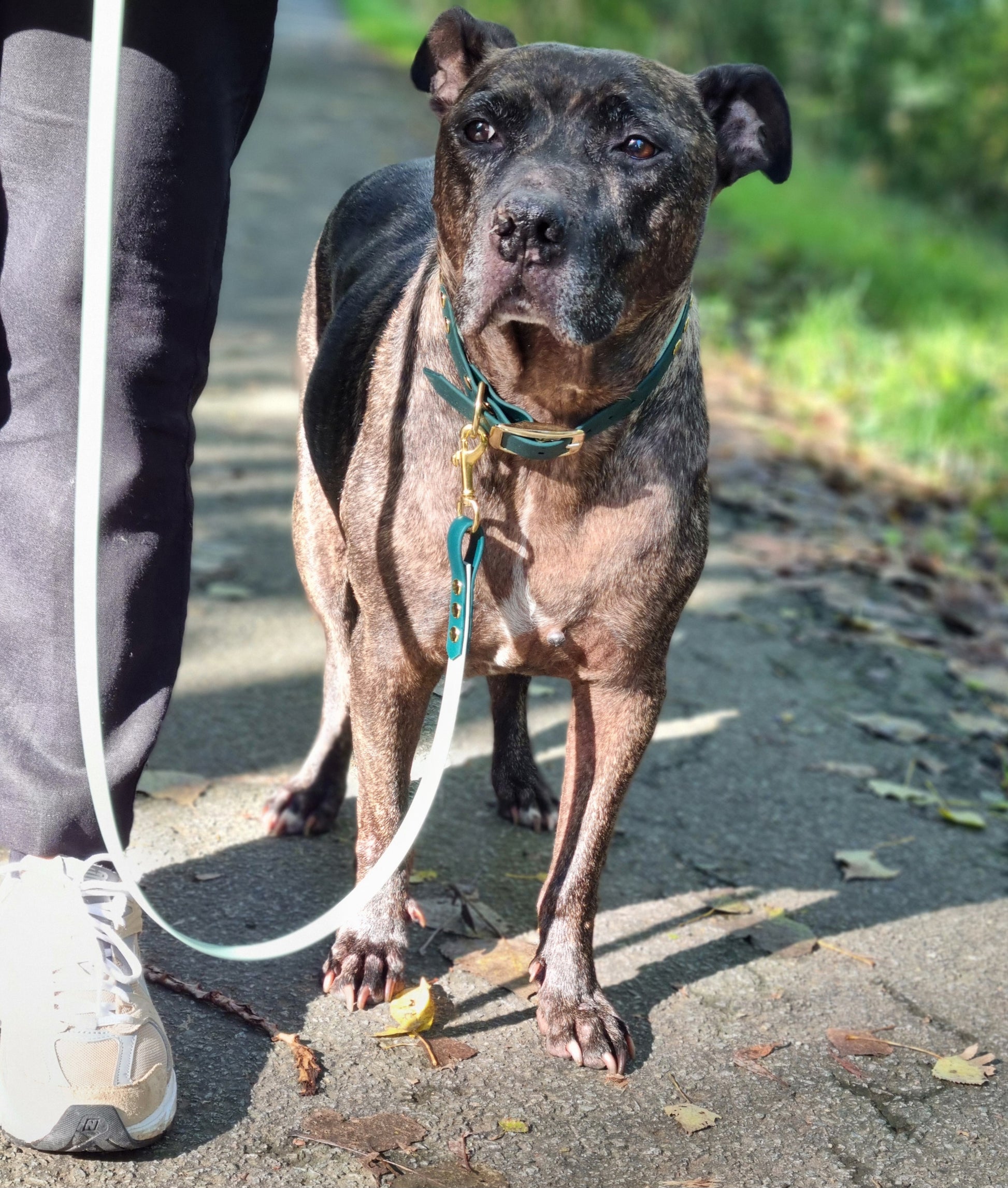 Handgemaakte waterdichte Biothane halsband met gouden gesp van Dazzling Dog.