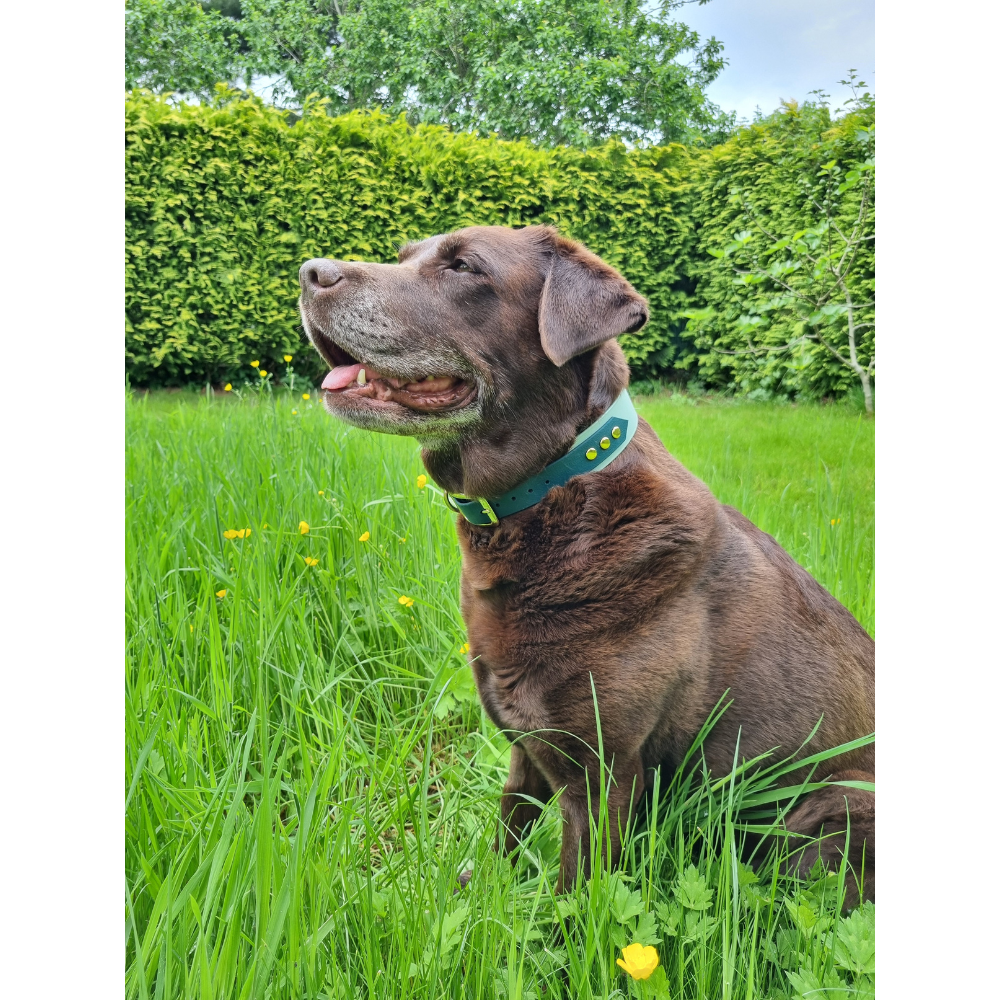 bruine labrador met groene waterproof halsband