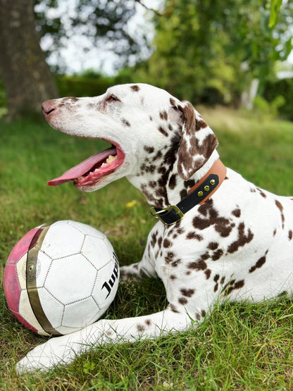 Handgemaakte waterdichte Biothane halsband in bruin zwart met gouden gesp van Dazzling Dog.