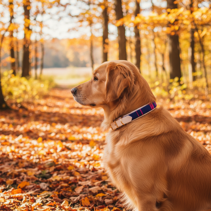 Cali-wave hondenhalsband - Rosy reef