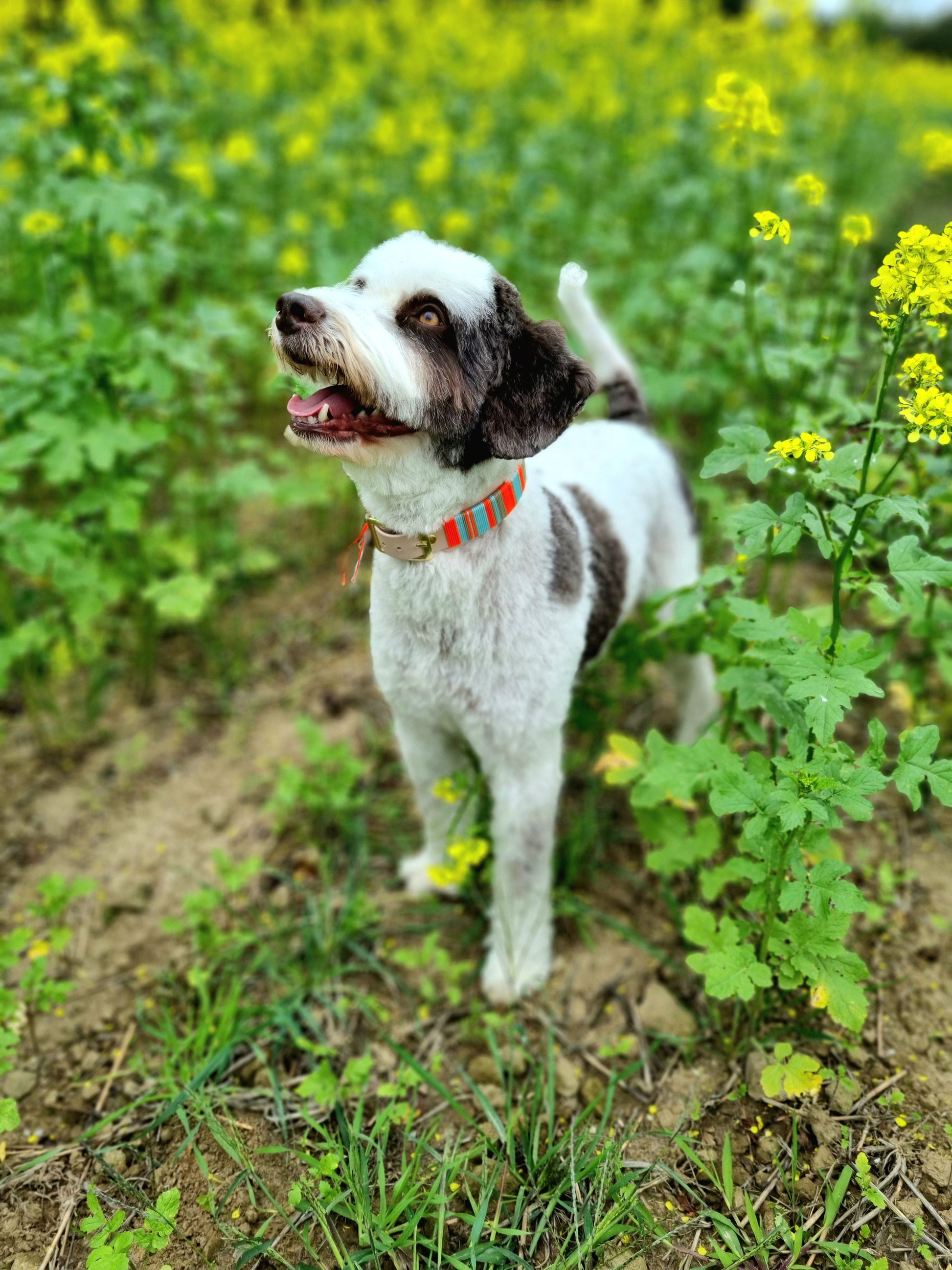 Handgeweven halsband uit de Cali Wave collectie, kleurrijk en waterproof, gemaakt door Dazzling Dog