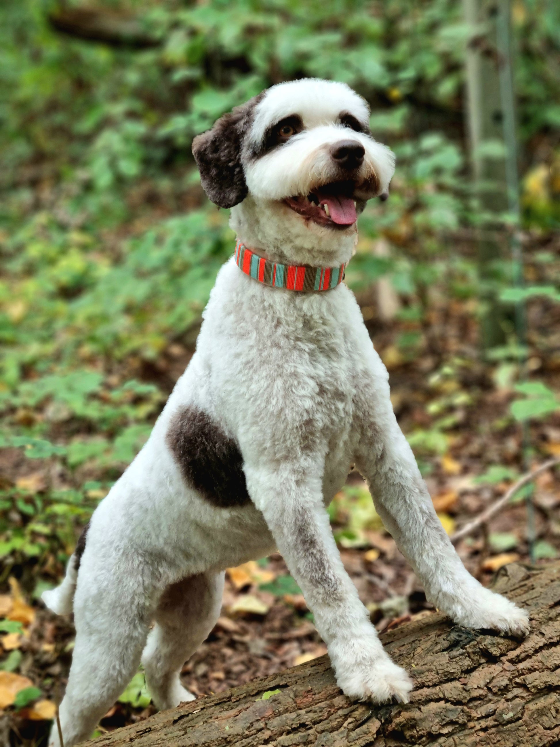 Handgeweven halsband uit de Cali Wave collectie, kleurrijk en waterproof, gemaakt door Dazzling Dog