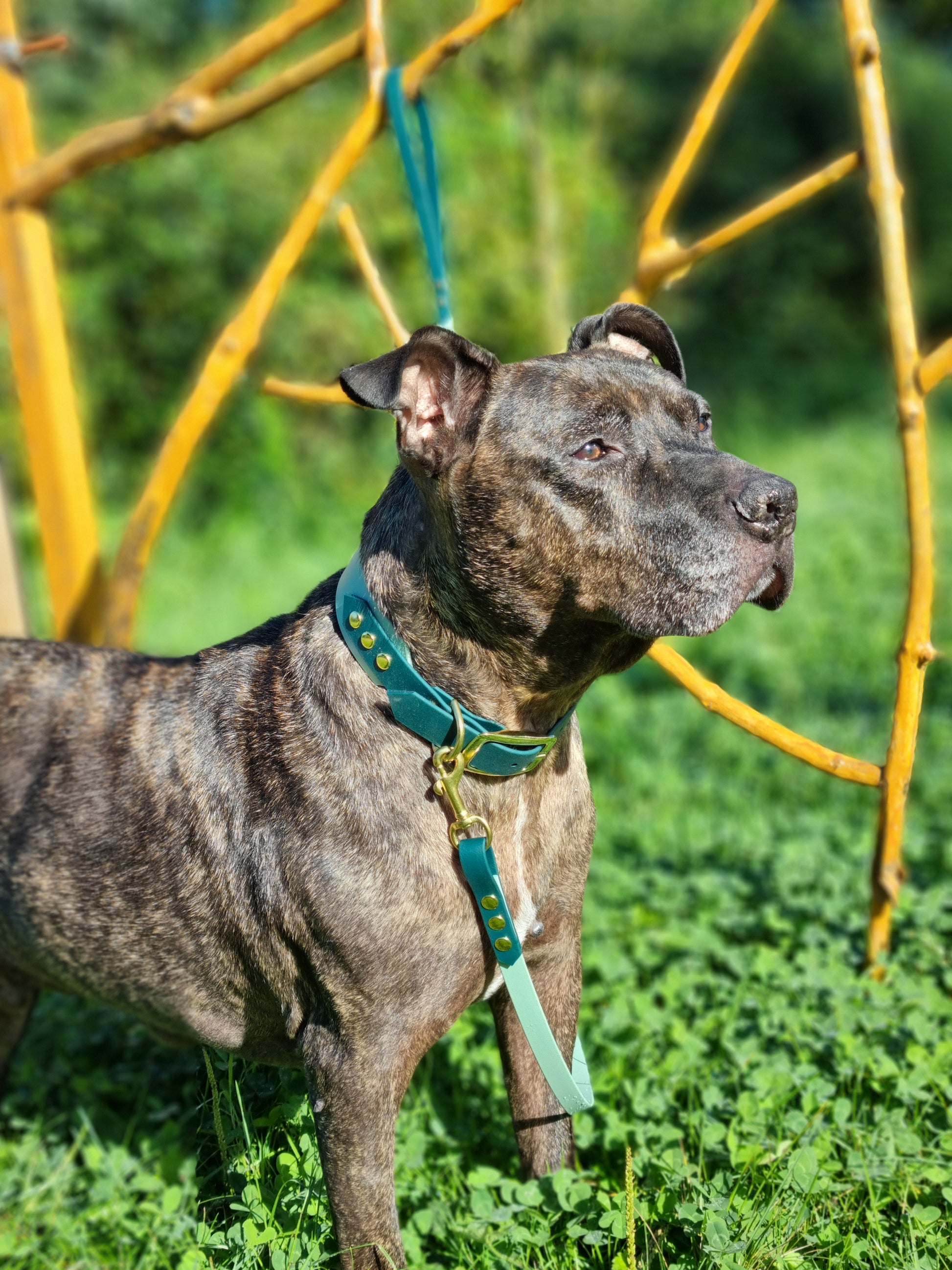 Handgemaakte waterdichte Biothane halsband met gouden gesp van Dazzling Dog.