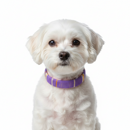 Cali-wave hondenhalsband - Viola