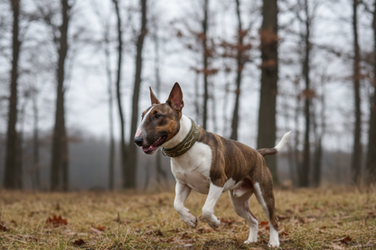 Native hondenhalsband - olijf
