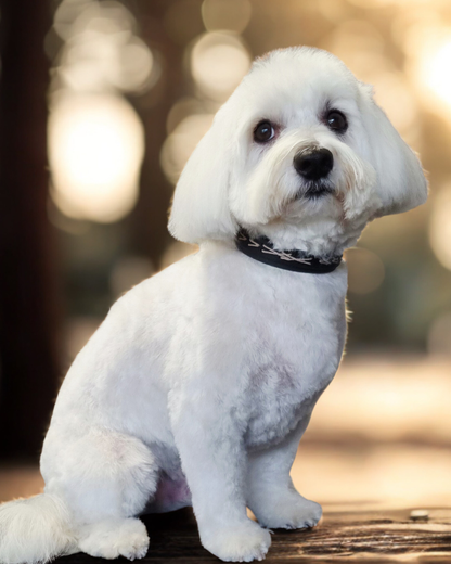 Native hondenhalsband - zwart