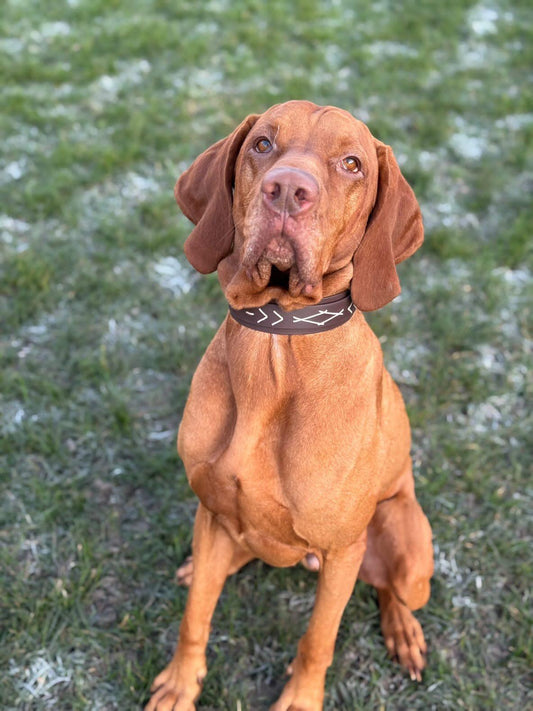 Native hondenhalsband - donkerbruin - Dazzling Dog