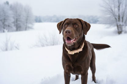 Tweekleurige halsbanden - beige-coyotebruin