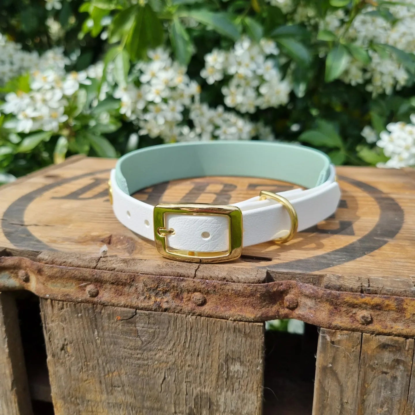 Handgemaakte waterdichte Biothane halsband in sage groen en wit met gouden gesp van Dazzling Dog.